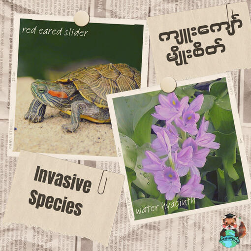 Invasive Species